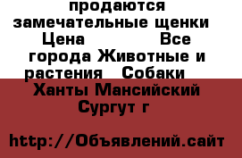 продаются замечательные щенки › Цена ­ 10 000 - Все города Животные и растения » Собаки   . Ханты-Мансийский,Сургут г.